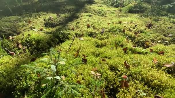Vue Rapprochée Mousse Dans Une Belle Forêt Concept Nature Sauvage — Video
