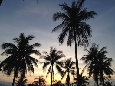 Güzel bir gün batımı arka plan üzerinde palmiye ağaçları