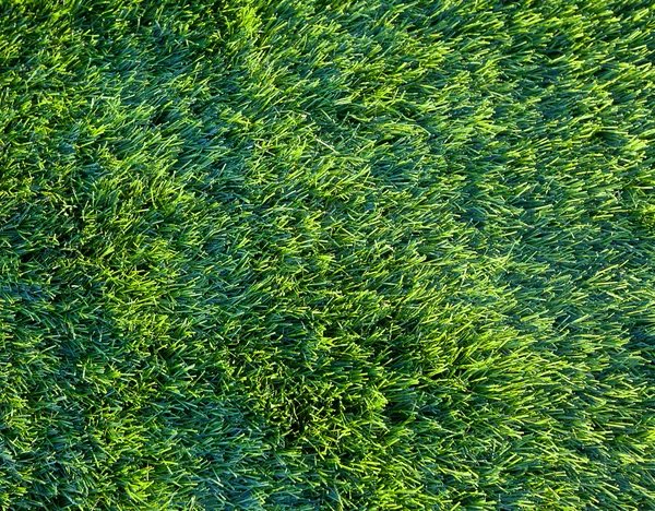 Grüner Hintergrund — Stockfoto