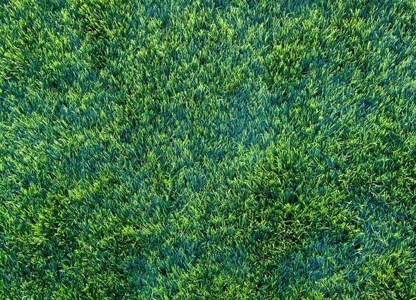 Grüner Hintergrund — Stockfoto