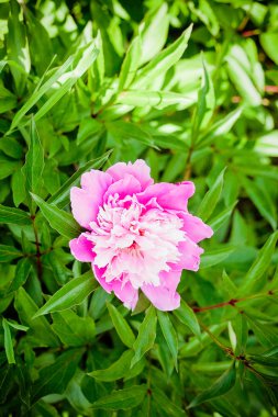 Georgeous peony çiçek pembe
