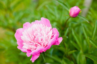 Georgeous peony çiçek pembe