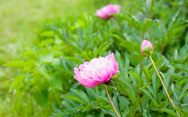 Peônia rosa lindo em flor — Fotografia de Stock