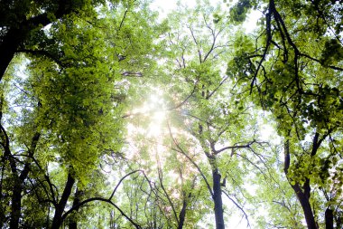 ormandaki - taç yaprakları gökyüzü