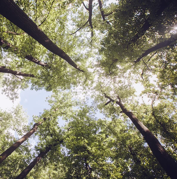 Träden i skogen - kronan av bladen mot himlen — Stockfoto