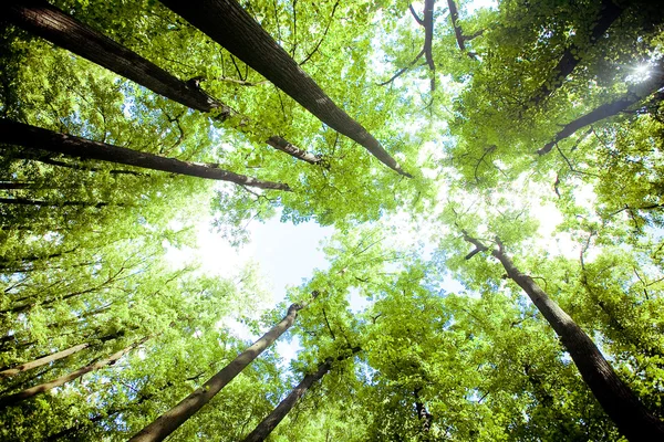 Деревья в лесу - венец листьев против неба — стоковое фото