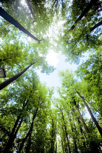 Bäume im Wald - die Krone der Blätter gegen den Himmel — Stockfoto