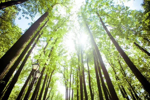 Träden i skogen - kronan av bladen mot himlen — Stockfoto