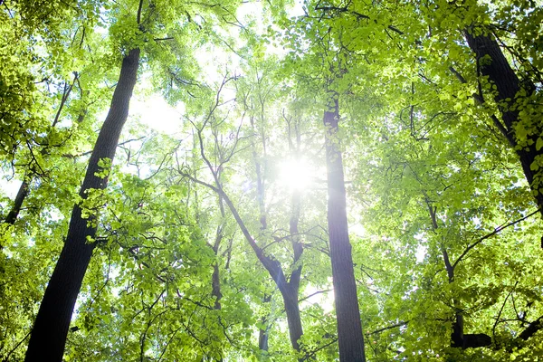 Träden i skogen - kronan av bladen mot himlen — Stockfoto