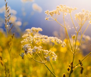 Retro Vintage Soft Focus çim ve çiçek