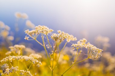 Retro Vintage Soft Focus çim ve çiçek