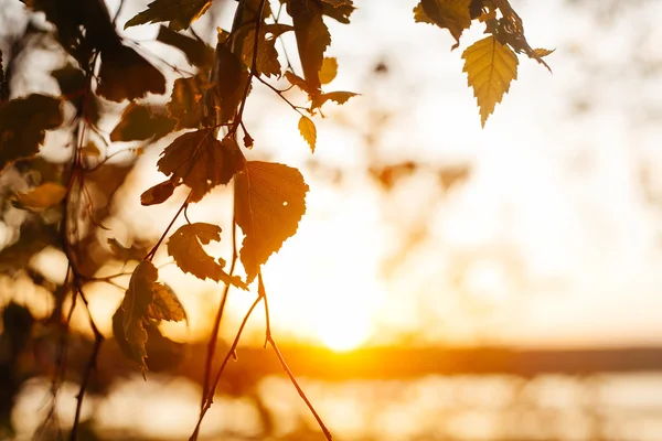 Un ensemble de feuilles de bouleau frais au coucher du soleil avec un beau flou — Photo