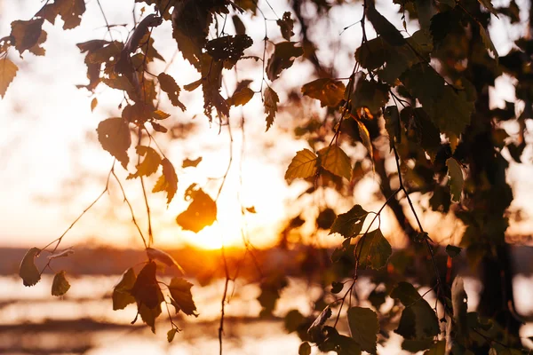 Un conjunto de hojas de abedul fresco en la puesta del sol con un hermoso desenfoque —  Fotos de Stock