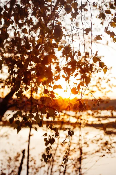 Een set van verse berk laat in de zonsondergang met een mooie blurr — Stockfoto