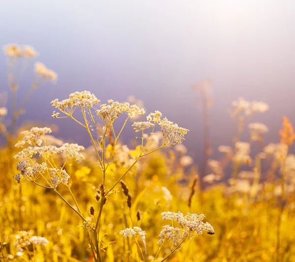 Retro Vintage Soft Focus With Grass And Flowers — Stock Photo, Image