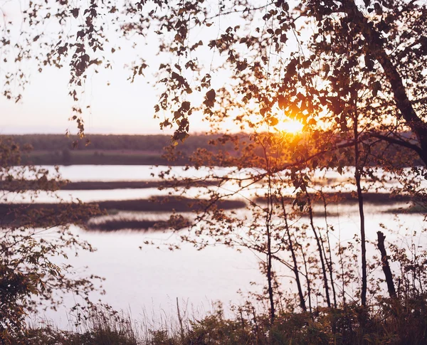 Sada čerstvé březové listy v západu slunce s krásnou Blurre — Stock fotografie