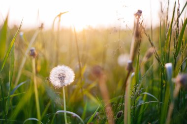 Gün batımında çayırda karahindibalar.