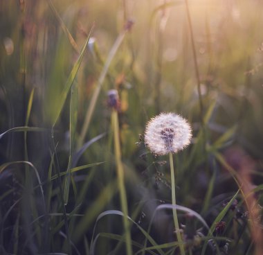 Gün batımında çayırda karahindibalar.