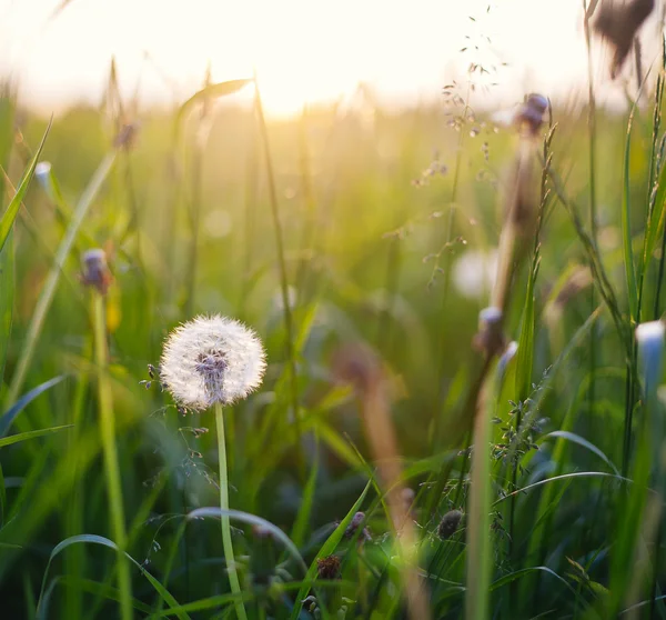 Maskrosor på ängen vid solnedgången. — Stockfoto