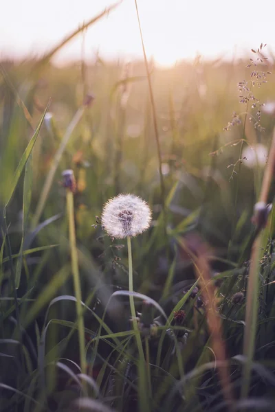 Pissenlits dans la prairie au coucher du soleil. — Photo