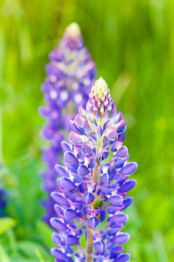 Vahşi büyüyen bir lupine günbatımı güneş alanında çiçeklerin