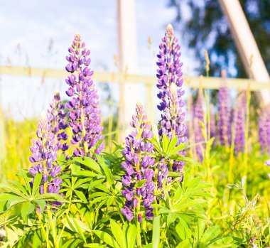 Vahşi büyüyen bir lupine günbatımı güneş alanında çiçeklerin
