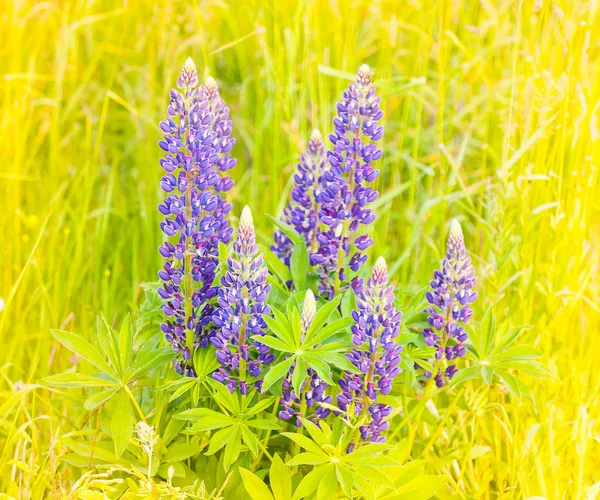 日没の太陽のフィールドにルピナスの花の自生している- — ストック写真