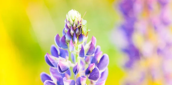 日没の太陽のフィールドにルピナスの花の自生している- — ストック写真