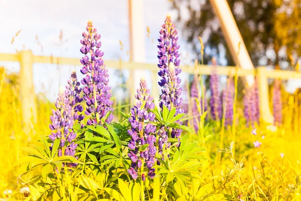 日没の太陽のフィールドにルピナスの花の自生している- — ストック写真