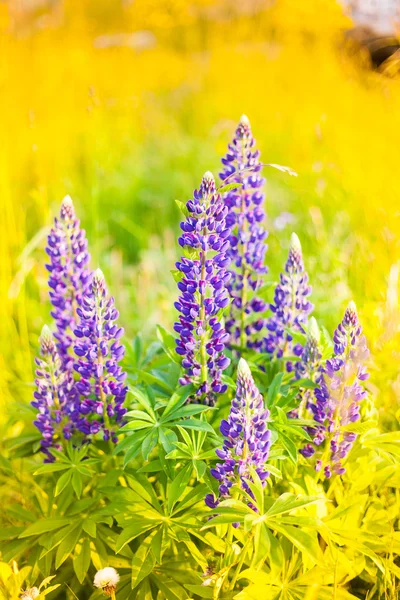 Wild-growing flowers of a lupine in the field in the sunset sun — Stock Photo, Image