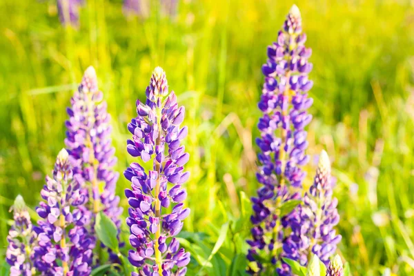 Wild-growing flowers of a lupine in the field in the sunset sun — Stock Photo, Image