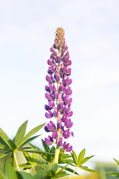 日没の太陽のフィールドにルピナスの花の自生している- — ストック写真