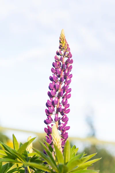 日没の太陽のフィールドにルピナスの花の自生している- — ストック写真