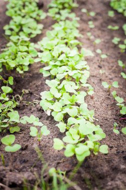 tohumdan büyüyen yeşil Filiz