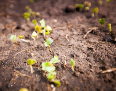 tohumdan büyüyen yeşil Filiz