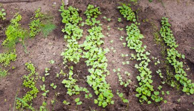tohumdan büyüyen yeşil Filiz