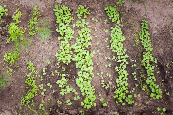 Green sprout growing from seed — Stock Photo, Image