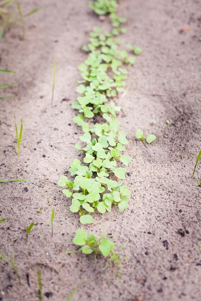 Зелена паростка, що росте з насіння — стокове фото