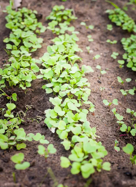 Groene spruit kweken uit zaad — Stockfoto