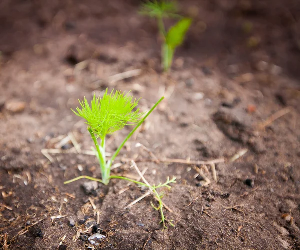 Green sprout growing from seed — Stock Photo, Image