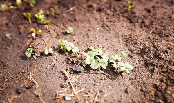 Gröna spira växer från frö — Stockfoto