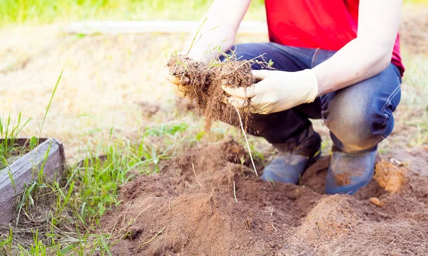 Farmer planting harvesting organic vegetables in the urban farm — Stock Photo, Image