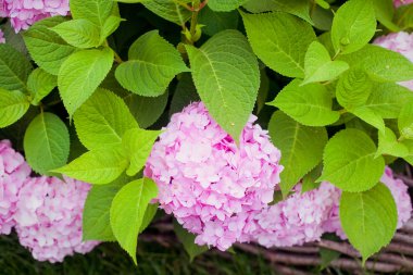 Pembe çiçek ortanca bahçede çiçek açan Bush