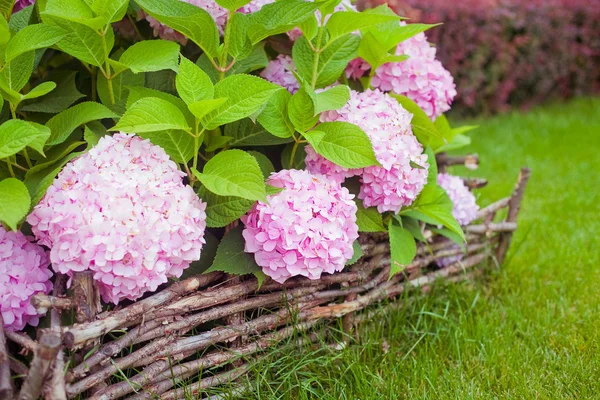 bush of pink flower hydrangea blooming in the garden