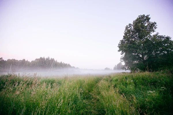 Beau brouillard épais lever de soleil Automne Automne Paysage d'automne sur les champs wi — Photo