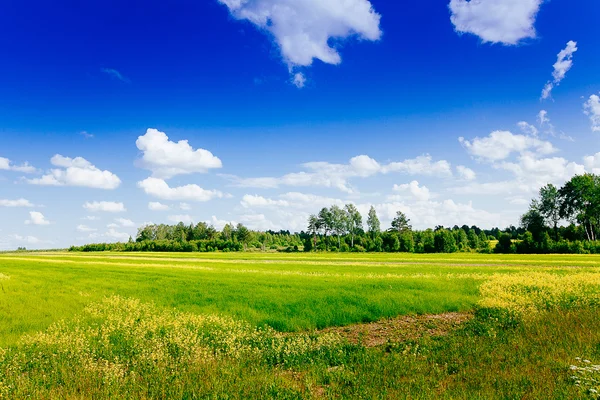 Wiosna lato tło - wiejskiej drodze w zielonej trawie pole meado — Zdjęcie stockowe