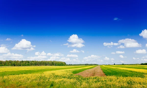 春天夏天背景-农村公路在绿草领域居民区 — 图库照片