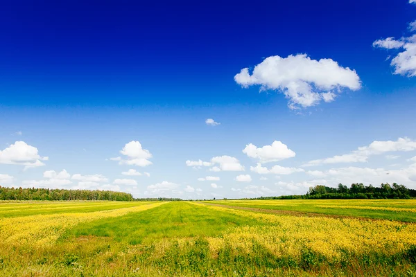 Primavera estate sfondo - strada rurale in erba verde campo meado — Foto Stock