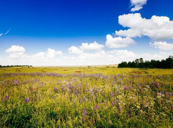 春夏背景 - 緑の芝生フィールド meado の田舎の道 — ストック写真