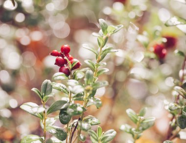 Yabanmersini. Çalılar olgun orman çilek. 